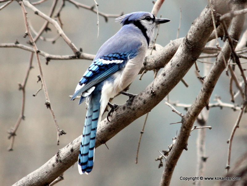 Perching Birds